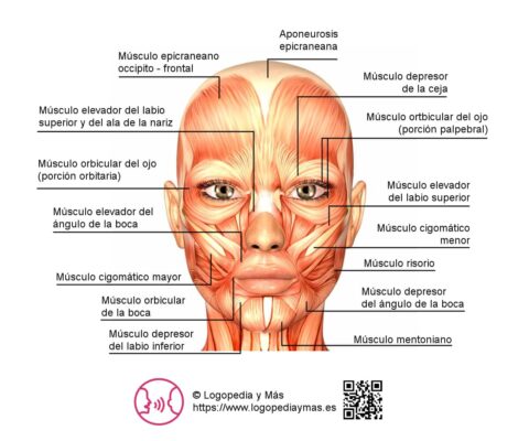 M Sculos De La Cara Anatom A Y Funciones